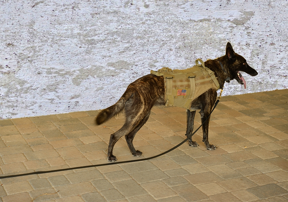 K9 Tactical Lead with K9 50 Foot K9 Tactical Nylon Lead