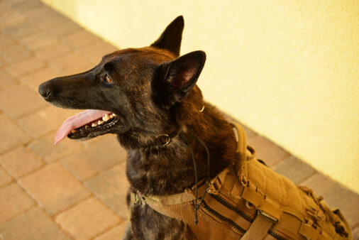 K9 Tactical E-Collar