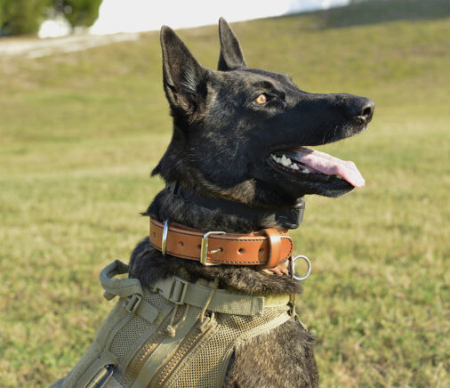 K9 Collar