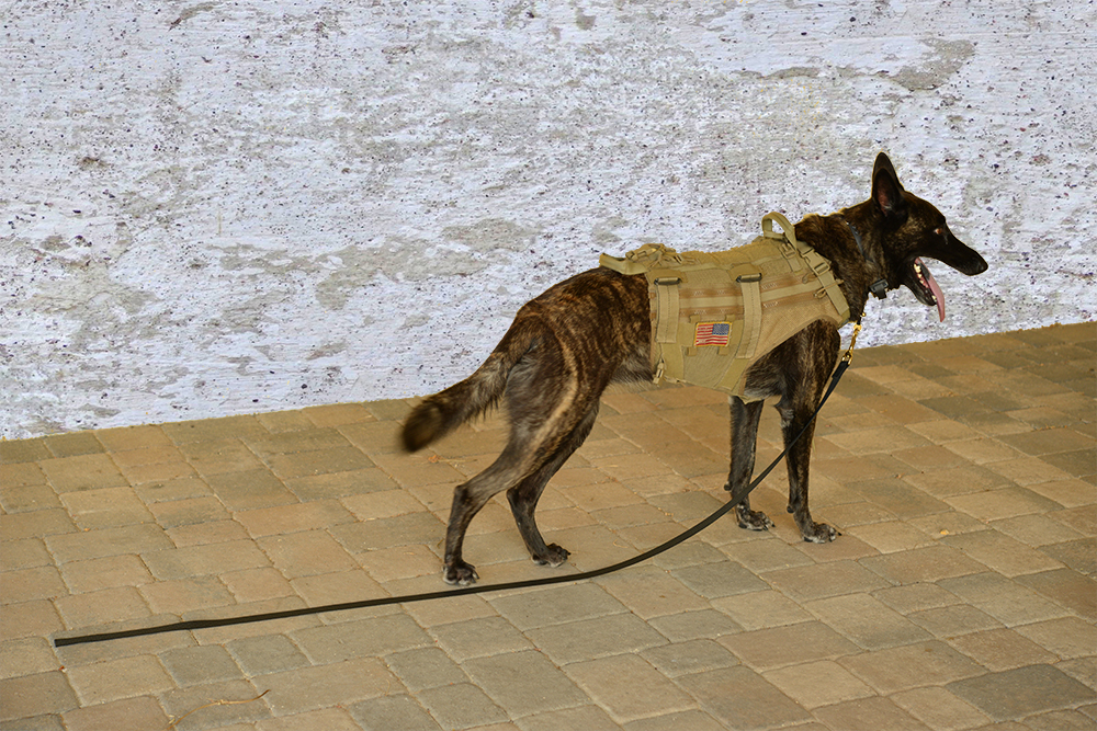 K9 6 foot drag line with K9 K9 Drag Line