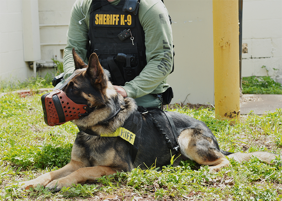 Pasco County Sheriff's K9 Unit K9 Agitation Muzzle