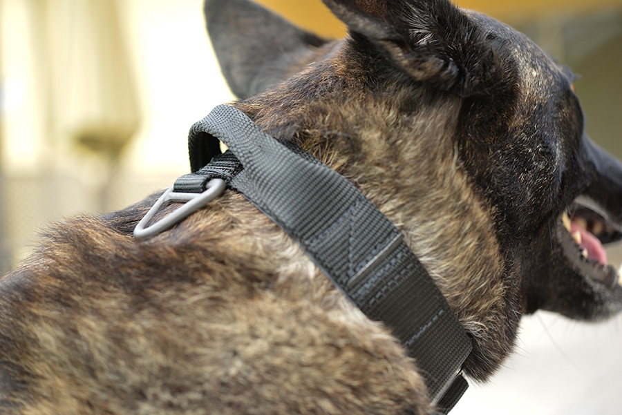 K9 Tactical Collar on K9 K9 Tactical Collar