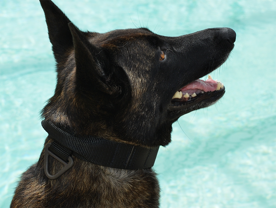 K9 Tactical Collar on K9 K9 Tactical Collar